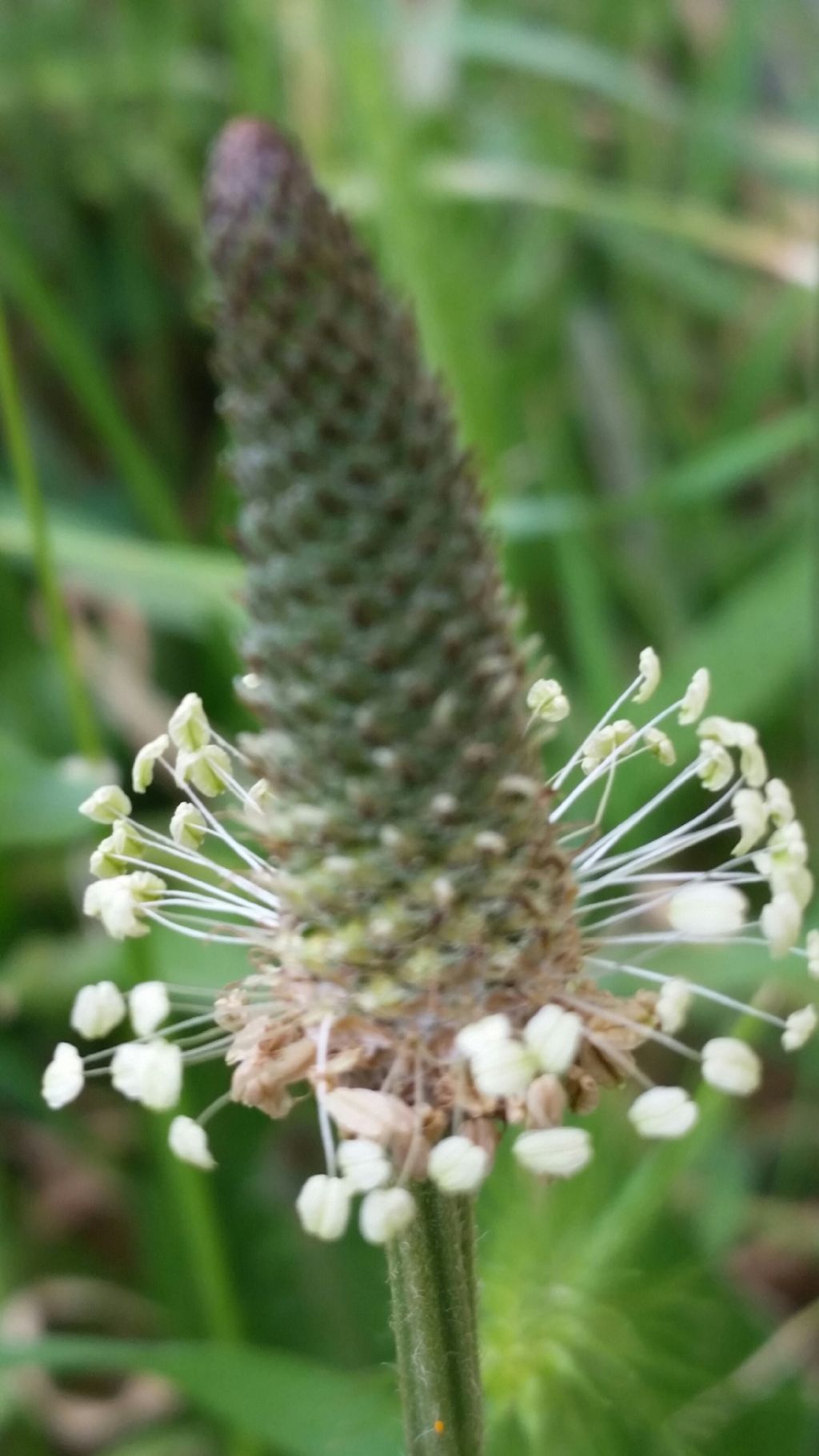 Plantago media (PLantaginaceae)